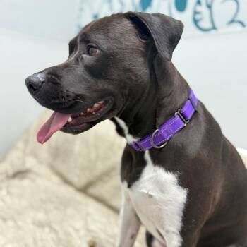 Bear -  Mixed Breed Dog for Adoption in Monticello, Iowa - Bear | PetCurious