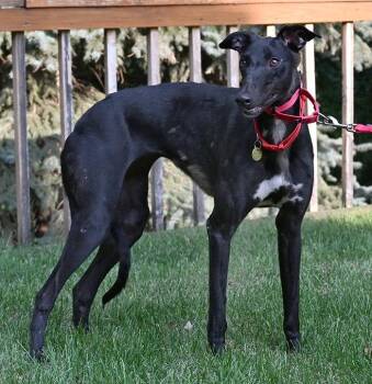 Mumis -  Greyhound Dog for Adoption in Minneapolis, Minnesota - Mumis | PetCurious