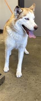 Rescue Siberian Husky Dogs for Adoption in Ontario, California - AZALEA | PetCurious