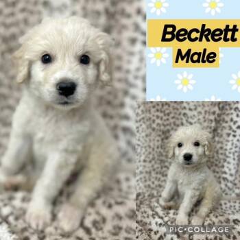 Beckett -  Labradoodle Dog for Adoption in Manchester, Connecticut - Beckett | PetCurious