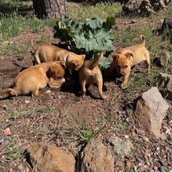 Cattle Dog Dogs Available for Adoption in Flagstaff, Arizona - Nano - In Foster! | PetCurious