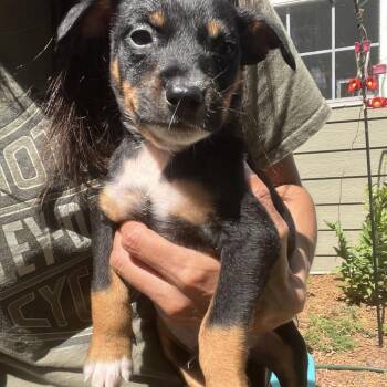 Australian Shepherd and Mixed Breed Dogs Available for Adoption in Rossville, Georgia - Tommy Pickles | PetCurious