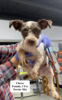 Clover -  Terrier Dog for Adoption in Blue Springs, Missouri - Clover | PetCurious