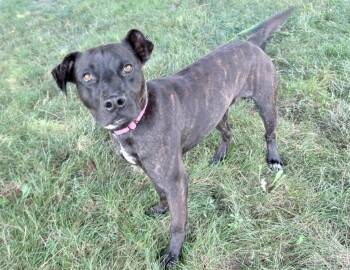 Rescue Plott Hound and Pointer Dogs for Adoption in Columbus, Indiana - Reese | PetCurious