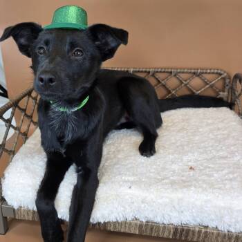 Pickles -  Pomeranian and Shepherd Dog for Adoption in Fort Wayne, Indiana - Pickles | PetCurious