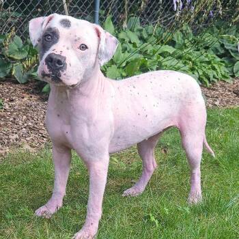 Eevee -  American Staffordshire Terrier and Pit Bull Terrier Dog for Adoption in Champaign, Illinois - Eevee | PetCurious