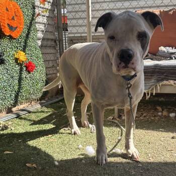 Plum -  Labrador Retriever Dog for Adoption in Austin, Texas - Plum | PetCurious