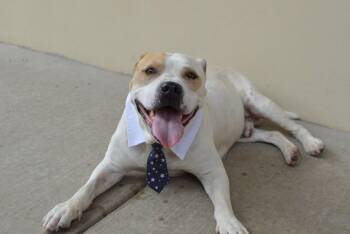 Boulder -  Pit Bull Terrier Dog for Adoption in Mckinney, Texas - Boulder | PetCurious