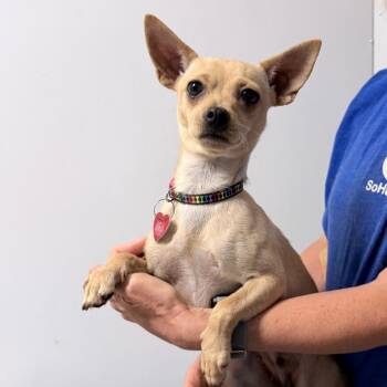 Trisha -  Mixed Breed Dog for Adoption in Medford, Oregon - Trisha | PetCurious