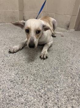 A432091 -  Australian Cattle Dog Blue Heeler and Mixed Breed Dog for Adoption in Conroe, Texas - A432091 | PetCurious