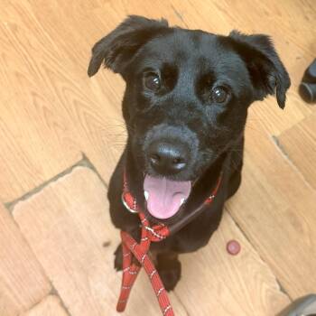 Raisin -  Black Labrador Retriever Dog for Adoption in Petersburg, Virginia - Raisin | PetCurious