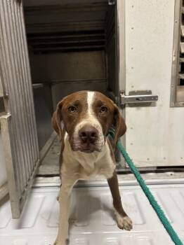 Labrador Retriever and Mixed Breed Dogs Available for Adoption - Miss Isabelle | PetCurious