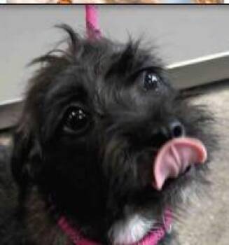 Poppy -  Terrier Dog for Adoption - Poppy | PetCurious