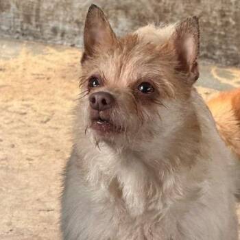 Chihuahua and Mixed Breed Dogs Available for Adoption - Molly | PetCurious
