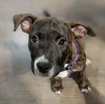 American Staffordshire Terrier Dogs Available for Adoption - Madeline | PetCurious
