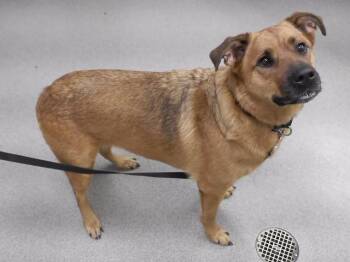 PRINCESS -  Black Mouth Cur and Mixed Breed Dog for Adoption in Omaha, Nebraska - PRINCESS | PetCurious