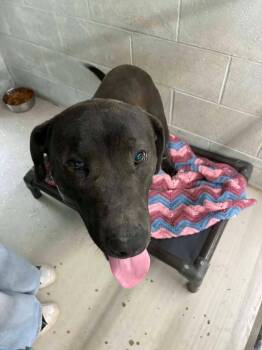 Pit Bull Terrier Dogs Available for Adoption - Rebel | PetCurious