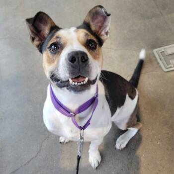 Cookie Dough -  Pit Bull Terrier and Cattle Dog Dog for Adoption in Waco, Texas - Cookie Dough | PetCurious