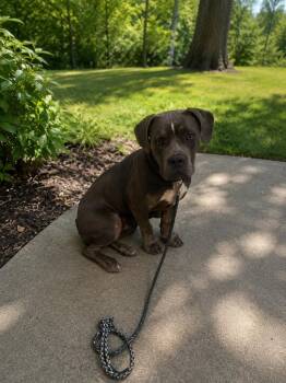 Rocky -  Pit Bull Terrier Dog for Adoption in Little Rock, Arkansas - Rocky | PetCurious