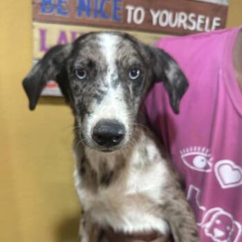 Kellen - Local Sept 11-13 -  Catahoula Leopard Dog Dog for Adoption in Brookshire, Texas - Kellen - Local Sept 11-13 | PetCurious