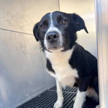 Rio -  Border Collie Dog for Adoption in Des Moines, Iowa - Rio | PetCurious