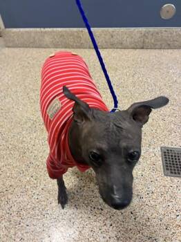LUISA -  Xoloitzcuintli Mexican Hairless Dog for Adoption in Doral, Florida - LUISA | PetCurious
