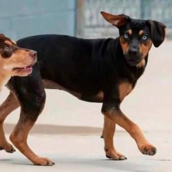 Robin  22797 Foster Needed -  Terrier and Feist Dog for Adoption in Minneapolis, Minnesota - Robin  22797 Foster Needed | PetCurious