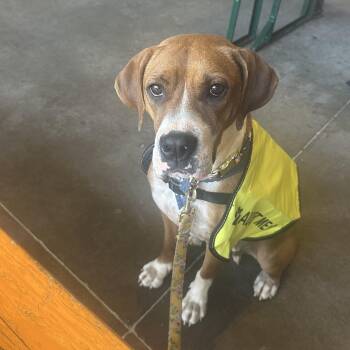Boxer Dogs Available for Adoption in Oklahoma City, Oklahoma - Piper | PetCurious
