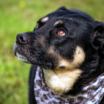 Morty -  German Shepherd Dog and Siberian Husky Dog for Adoption in Clarinda, Iowa - Morty | PetCurious