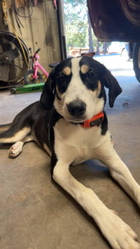 Rescue Hound and Siberian Husky Dogs for Adoption in Mcarthur, California - Roxie | PetCurious