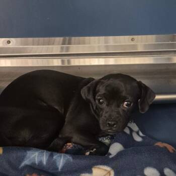 Paula -  Chihuahua and Mixed Breed Dog for Adoption in Yuma, Arizona - Paula | PetCurious