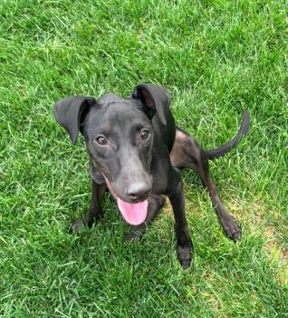 Rue -  Labrador Retriever and Black Labrador Retriever Dog for Adoption in Millcreek, Utah - Rue | PetCurious