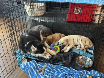 Cleo -  Anatolian Shepherd Dog for Adoption in Plano, Texas - Cleo | PetCurious
