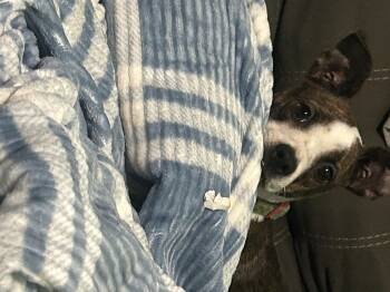 Rescue Boston Terrier and Jack Russell Terrier Dogs for Adoption in Chelsea, Vermont - Dilly | PetCurious