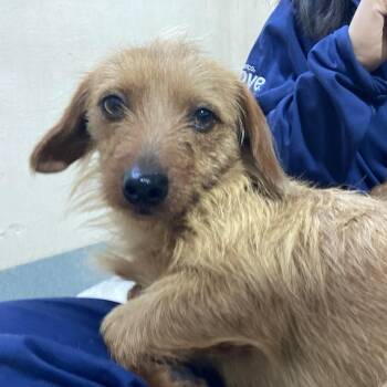 Cola Aka Arabica -  Terrier and Mixed Breed Dog for Adoption in Freeport, Florida - Cola Aka Arabica | PetCurious