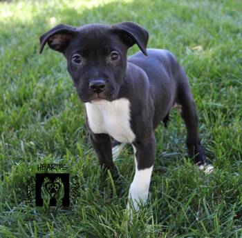Ham -  Labrador Retriever and Shepherd Dog for Adoption in Omaha, Nebraska - Ham | PetCurious