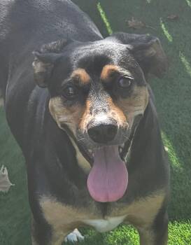 Dolly -  Hound Dog for Adoption in Wilmington, North Carolina - Dolly | PetCurious