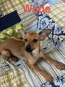 Yorkshire Terrier and Chihuahua Dogs Available for Adoption - Wade | PetCurious