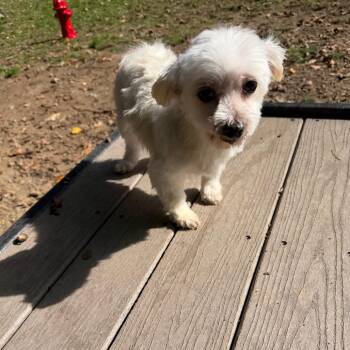Ellie -  Maltese Dog for Adoption in West Chester, Pennsylvania - Ellie | PetCurious