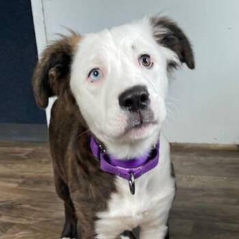 Husky Dogs Available for Adoption in Honesdale, Pennsylvania - Dormi | PetCurious