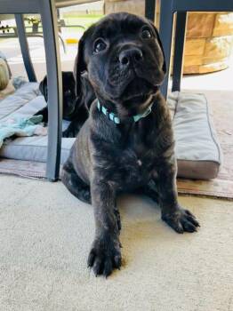 Cane Corso Dogs Available for Adoption in San Antonio, Texas - Mable | PetCurious