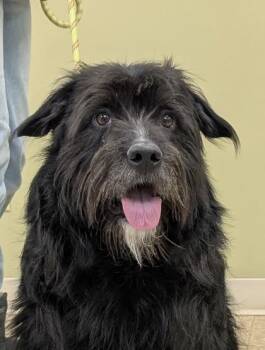 Duke -  German Wirehaired Pointer and Mixed Breed Dog for Adoption in Hastings, Nebraska - Duke | PetCurious