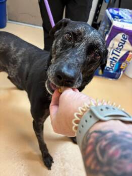 Coonhound Dogs Available for Adoption - Gabriel | PetCurious