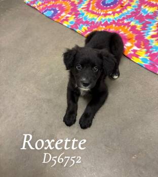 Roxette -  Mixed Breed Dog for Adoption in Clarksville, Tennessee - Roxette | PetCurious