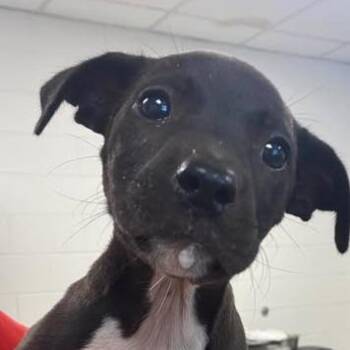 260617k216 - Deputy -  English Bulldog and Mixed Breed Dog for Adoption in Enterprise, Alabama - 260617k216 - Deputy | PetCurious