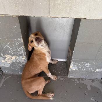 Minerva -  Terrier and Mixed Breed Dog for Adoption in Galax, Virginia - Minerva | PetCurious