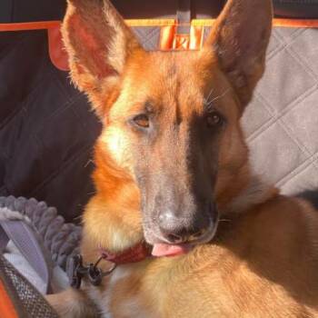 Ozzy -  German Shepherd Dog and Mixed Breed Dog for Adoption in Chester, Maryland - Ozzy | PetCurious