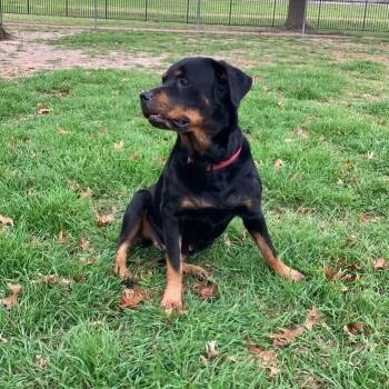 Rottweiler Dogs Available for Adoption - Lennon | PetCurious