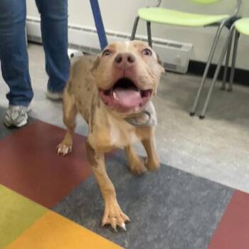 SuperNova -  Pit Bull Terrier Dog for Adoption in Philadelphia, Pennsylvania - SuperNova | PetCurious