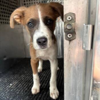 Greta -  Terrier Dog for Adoption in Birmingham, Alabama - Greta | PetCurious